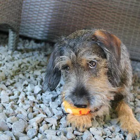 Delibab Дом отдыха *